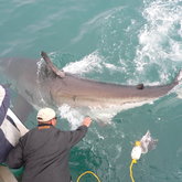  The worlds most powerful predator